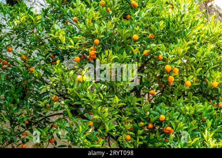 Sfondo con albero di bergamotto con frutta Foto Stock