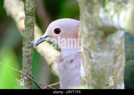 Un piccione arroccato su un ramo di un albero, circondato da una vegetazione lussureggiante. Foto Stock