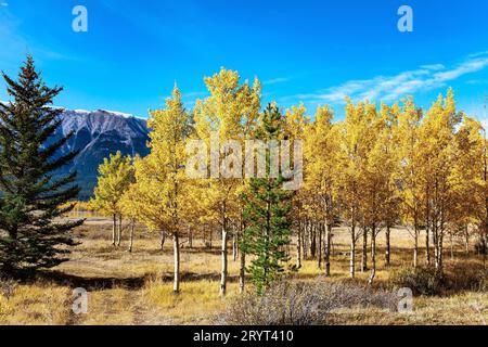 Il fogliame e l'erba Foto Stock