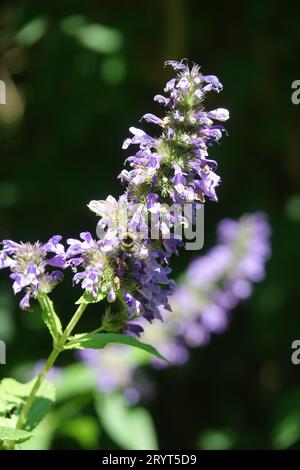 Nepeta cyanea, catmenta caucasica, bumblebee Foto Stock