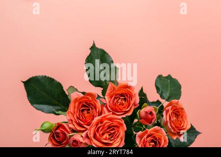 Carta rosa con bouquet di delicate rose di corallo Foto Stock