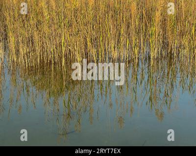 Bella erba alta sul bordo del lago bagnata da una bella luce del sole dorata con riflessi nell'acqua. Foto Stock