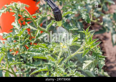 Cospargere di cespugli di pomodoro. Proteggere le piante di pomodoro dalle malattie Foto Stock