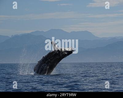 Una maestosa megattera attraversa le tranquille acque blu al largo della costa. Foto Stock