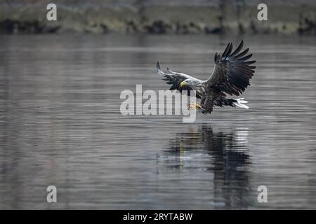 White-tailed Eagle Foto Stock