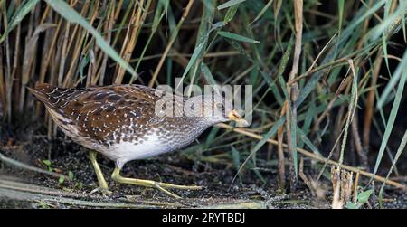 Crake maculato che cammina tra le canne Foto Stock