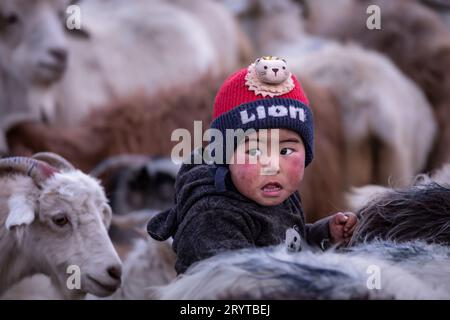 Ritratto di un giovane nomade Changpa tra capre, Ladakh, India Foto Stock