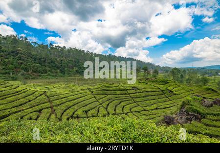 Piantagione di tè Rancabali vicino a Bandung in Giava Occidentale, Indonesia. Foto Stock