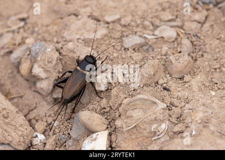 Campo di cricket a due macchie (Gryllus bimaculatus) Pirenei Spagna agosto 2023 Foto Stock