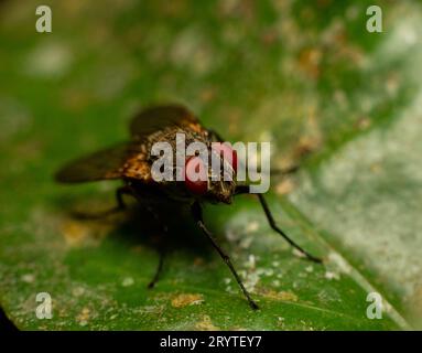 Foto macro della casa volano guardando il lato destro appoggiato su una foglia verde Foto Stock