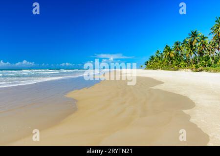 Spiaggia tropicale con alberi di cocco vicino al mare Foto Stock