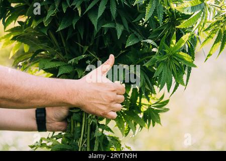 Uomo che tiene heap mazzo Legal Green Marijuana Cannabis Sprout nelle sue mani e mostrando dito su. Cannabis bella pianta di Marijuana Cannabis. Primo piano Foto Stock