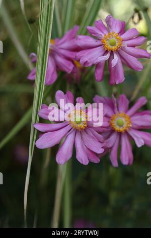Un primo piano di Eriocapitella hupehensis, fiori di anemone giapponesi nel giardino autunnale Foto Stock