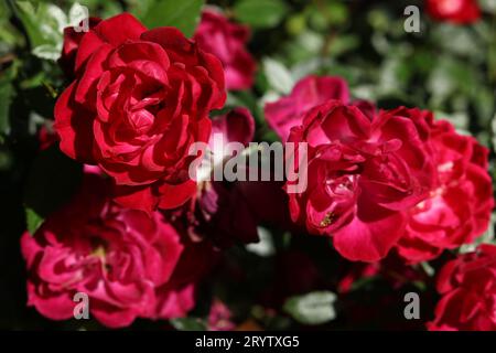 rose rosse brillanti nel giardino autunnale Foto Stock