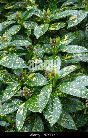 Aucuba japonica Mr Goldstrike (maschio), alloro maculato, foglie verdi scure farfalla macchiata giallo, piccoli fiori marroni Foto Stock