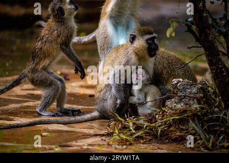 Banda di scimmie in Kenya, Africa. Hotel, un rifugio safari. Scimmie piccole sotto la pioggia, scimmie macachi Foto Stock