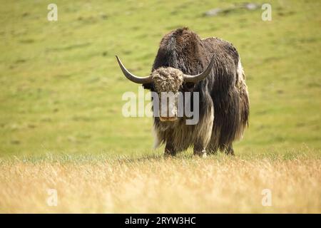 Sarlyk di bue di montagna o in lating Bos grunniens nell'ambiente naturale delle Highland. Foto Stock