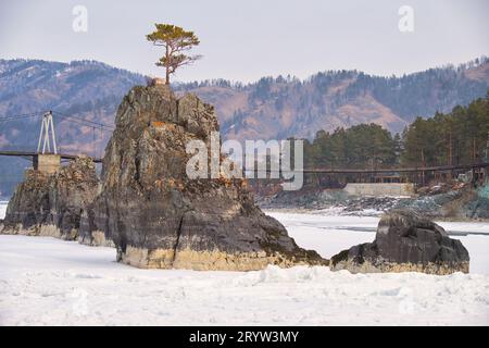 Pino solitario su roccia sul fiume Altai Katun in inverno. Rocce chiamate denti del drago, cresta del drago o o frecce di Sartakpai. Foto Stock