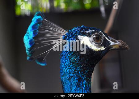 Un primo piano di un pavone con un'impressionante piuma di coda blu bilanciata sulla testa Foto Stock