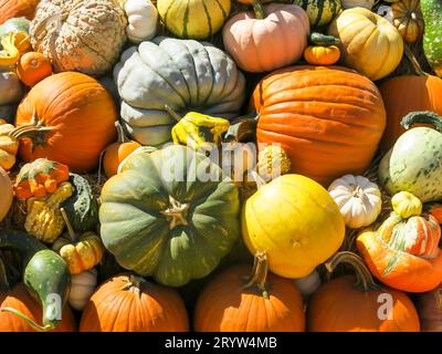 Varietà di zucche in esposizione Foto Stock