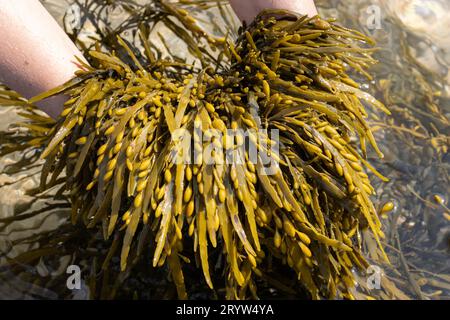Mani che reggono un'alga Bladderwrack sulla spiaggia. Fucus vesiculosus Foto Stock