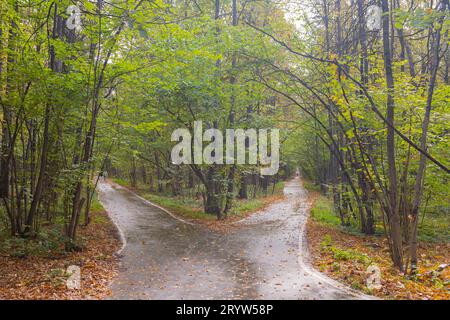 forcelle di strade nella foresta nella stagione autunnale Foto Stock