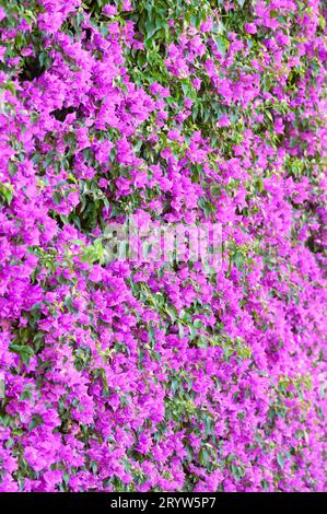 Italia, Liguria, siepe di Bouganville Foto Stock