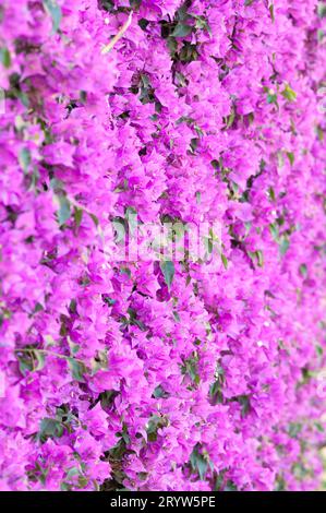 Italia, Liguria, siepe di Bouganville Foto Stock