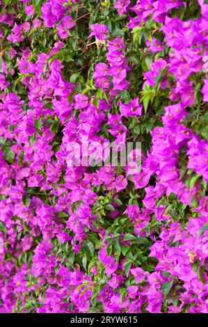 Italia, Liguria, siepe di Bouganville Foto Stock