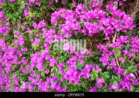 Italia, Liguria, siepe di Bouganville Foto Stock