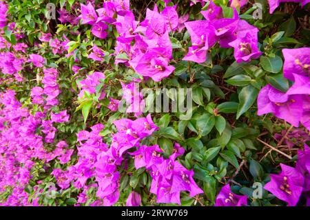 Italia, Liguria, siepe di Bouganville Foto Stock