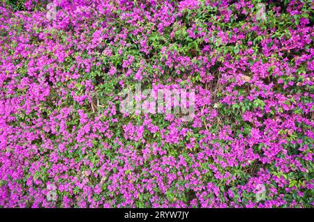 Italia, Liguria, siepe di Bouganville Foto Stock