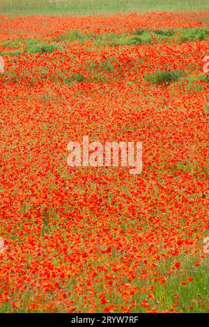 L'Italia, Lombardia, papaveri rossi nel campo di grano Foto Stock