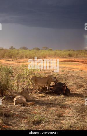 Incontro con la fauna selvatica in Kenya: Leoni femminili e bufalo d'acqua abbattuto Foto Stock