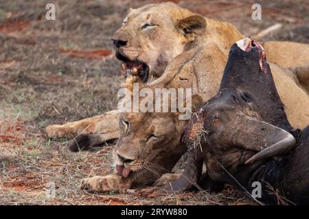 Incontro con la fauna selvatica in Kenya: Leoni femminili e bufalo d'acqua abbattuto Foto Stock