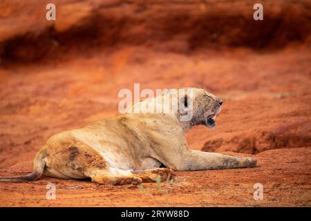 Incontro con la fauna selvatica in Kenya: Leoni femminili e bufalo d'acqua abbattuto Foto Stock