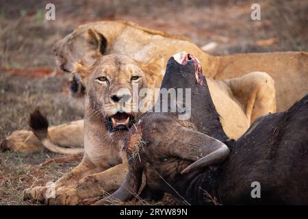 Incontro con la fauna selvatica in Kenya: Leoni femminili e bufalo d'acqua abbattuto Foto Stock