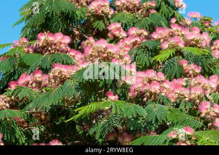 Italia, Liguria, Fiori rosa di Albizia julibrissin, Seta persiana Foto Stock