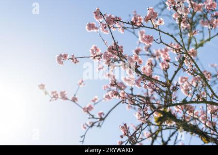 I fiori di ciliegio rosa in primavera raggiungono il cielo blu a Vancouver, Canada. Foto Stock