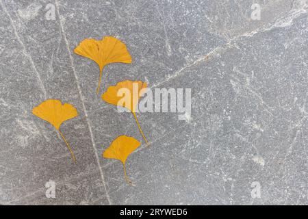 Quattro foglie di ginkgo gialle su pietra ardesia grigia testurizzata in autunno Foto Stock