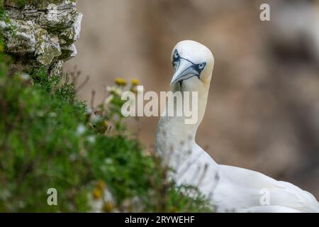 Gannet settentrionale su una scogliera Foto Stock