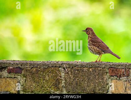 Catturato a Dublino, in Irlanda, il Turdus viscivorus è un affascinante uccello europeo noto per le sue melodie. Foto Stock