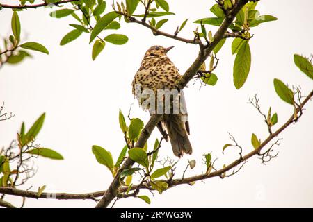 Catturato a Dublino, in Irlanda, il Turdus viscivorus è un affascinante uccello europeo noto per le sue melodie. Foto Stock