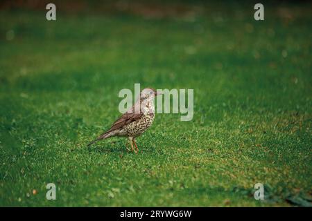 Catturato a Dublino, in Irlanda, il Turdus viscivorus è un affascinante uccello europeo noto per le sue melodie. Foto Stock