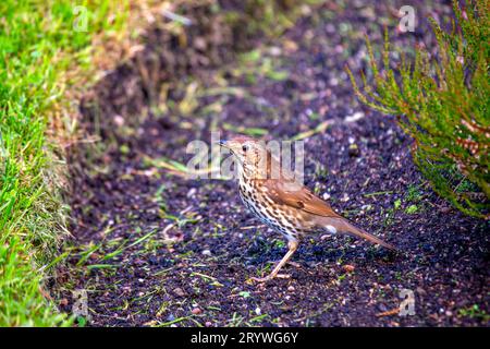 Catturato a Dublino, in Irlanda, il Turdus viscivorus è un affascinante uccello europeo noto per le sue melodie. Foto Stock