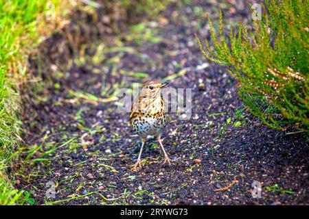 Catturato a Dublino, in Irlanda, il Turdus viscivorus è un affascinante uccello europeo noto per le sue melodie. Foto Stock