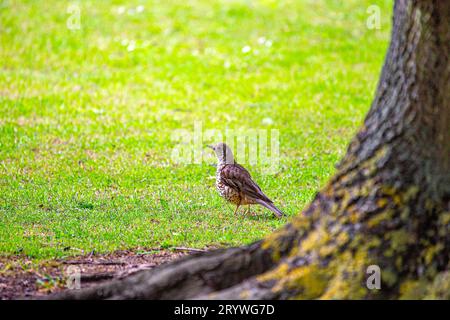 Catturato a Dublino, in Irlanda, il Turdus viscivorus è un affascinante uccello europeo noto per le sue melodie. Foto Stock