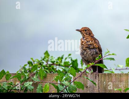 Catturato a Dublino, in Irlanda, il Turdus viscivorus è un affascinante uccello europeo noto per le sue melodie. Foto Stock