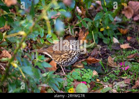 Catturato a Dublino, in Irlanda, il Turdus viscivorus è un affascinante uccello europeo noto per le sue melodie. Foto Stock