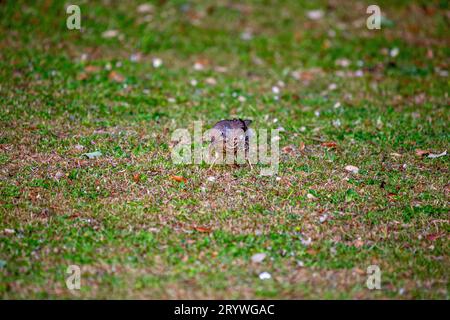 Catturato a Dublino, in Irlanda, il Turdus viscivorus è un affascinante uccello europeo noto per le sue melodie. Foto Stock